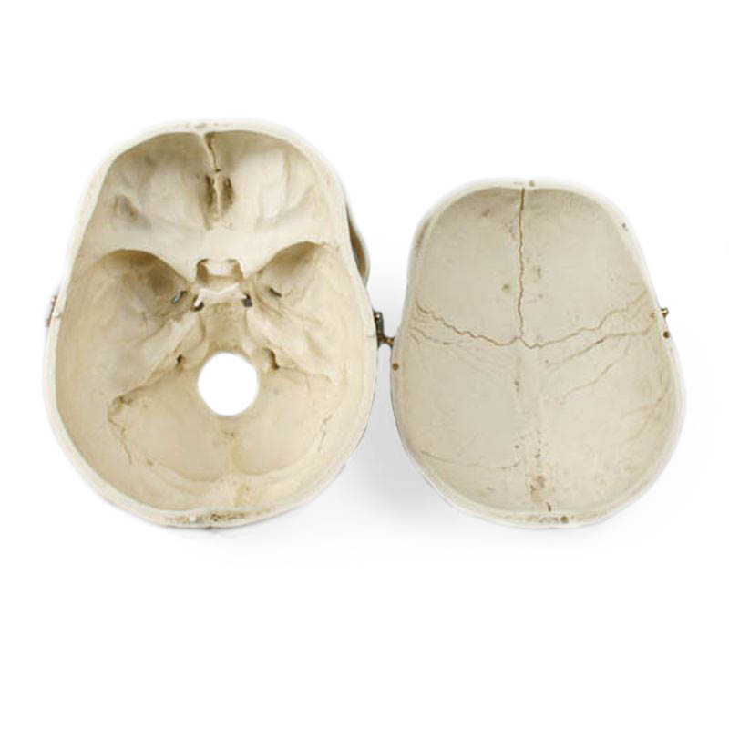 Adult Male Model Skull